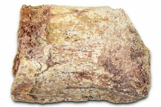 Fossil Dinosaur (Tenontosaurus) Vertebra Bone Section - Montana #378208