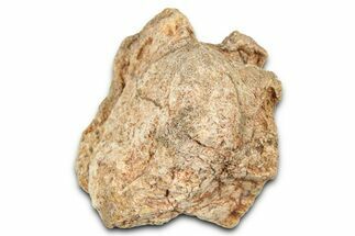 Fossil Dinosaur (Tenontosaurus) Vertebra Bone Section - Montana #378212