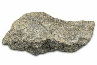 Ornithischian Dinosaur (Camptosaurus) Bone Section - Wyoming #378310