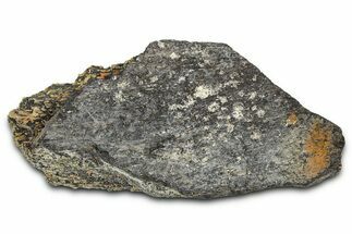 Ornithischian Dinosaur (Camptosaurus) Rib Section - Wyoming #378312