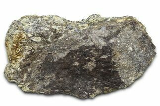Ornithischian Dinosaur (Camptosaurus) Bone Section - Wyoming #378314