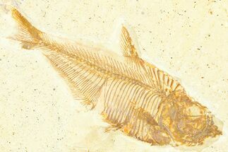 Detailed Fossil Fish (Diplomystus) - Wyoming #379312