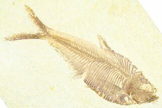 Detailed Fossil Fish (Diplomystus) - Wyoming #379321