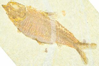 Detailed Fossil Fish (Knightia) - Wyoming #379322