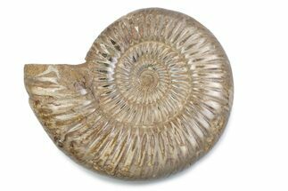 Polished Jurassic Ammonite (Perisphinctes) - Madagascar #378943