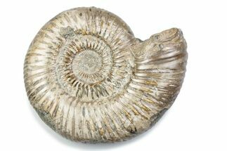Polished Jurassic Ammonite (Perisphinctes) - Madagascar #378944