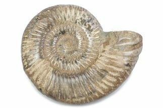 Polished Jurassic Ammonite (Perisphinctes) - Madagascar #378952