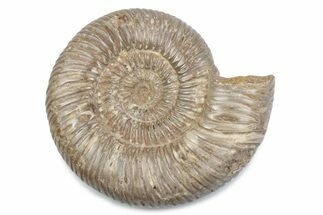 Polished Jurassic Ammonite (Perisphinctes) - Madagascar #378955