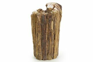 Triassic-Age Petrified Wood Log - Madagascar #379253