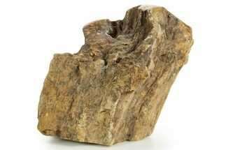 Triassic-Age Petrified Wood Log - Madagascar #379266