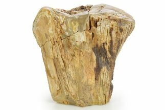Triassic-Age Petrified Wood Log - Madagascar #379272