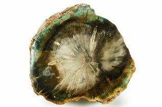 Petrified Wood For Sale