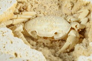 Fossil Crab (Potamon) Preserved in Travertine - Turkey #379404