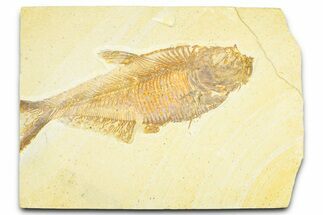 Detailed Fossil Fish (Diplomystus) - Wyoming #379408