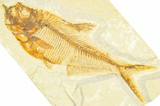 Detailed Fossil Fish (Diplomystus) - Wyoming #379424
