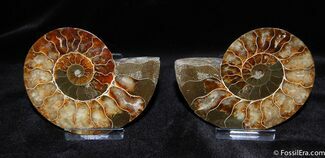Stunning Inch Split Ammonite (Pair) #372