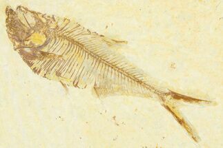 Detailed Fossil Fish (Diplomystus) - Wyoming #379432