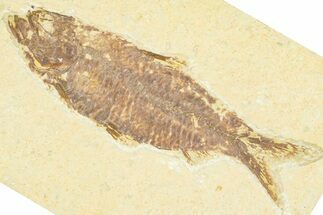 Detailed Fossil Fish (Knightia) - Wyoming #379441