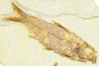 Detailed Fossil Fish (Knightia) - Wyoming #379442