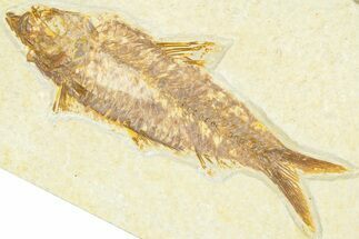 Detailed Fossil Fish (Knightia) - Wyoming #379446