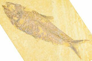 Detailed Fossil Fish (Knightia) - Wyoming #379457