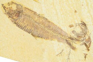 Detailed Fossil Fish (Knightia) - Wyoming #379458