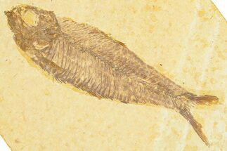 Detailed Fossil Fish (Knightia) - Wyoming #379460