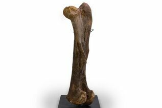 Dinosaur Fossils For Sale