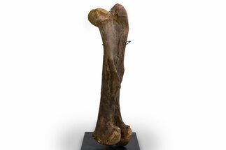 Fossil Hadrosaur (Edmontosaurus) Femur - Wyoming #379439