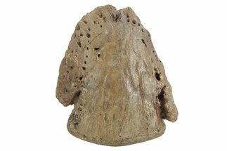 Exceptional Fossil Dinosaur (Triceratops) Ungual - Wyoming #379710