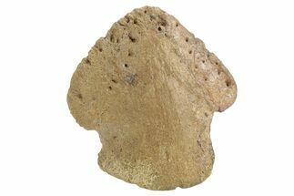 Fossil Dinosaur (Triceratops) Ungual - Wyoming #379712