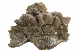 Fossil Dinosaur (Pachycephalosaurus) Skull Section - Wyoming #379720