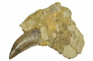 Serrated, Tyrannosaur (Nanotyrannus) Tooth in Situ - Wyoming #379730