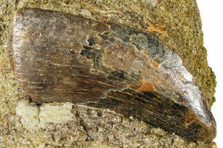 Fossil Dromaeosaurid Theropod Tooth in Situ - Wyoming #379762