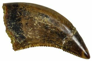 Serrated, Dromaeosaurid Theropod (Acheroraptor) Tooth - Wyoming #379836