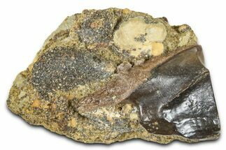 Fossil Triceratops Shed Tooth in Sandstone - Wyoming #379860