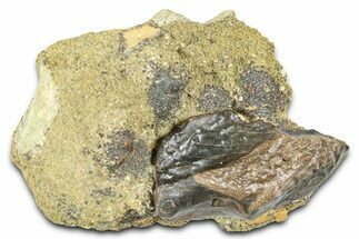 Fossil Triceratops Shed Tooth in Sandstone - Wyoming #379871