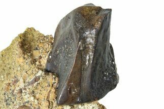 Fossil Triceratops Shed Tooth in Sandstone - Wyoming #379877