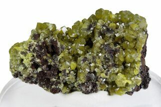 Yellow-Green Pyromorphite Crystals on Matrix - Congo #379960