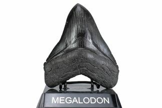 Serrated, Fossil Megalodon Tooth - South Carolina #380073