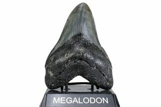 Fossil Megalodon Tooth - North Carolina #380136