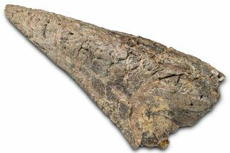 Rare, Fossil Dinosaur (Ankylosaurus) Side Spike - Montana #380211