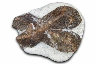 Twinned Staurolite Cross In Glittering Mica-Schist - Russia #380641