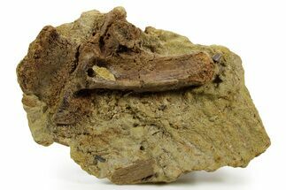 Fossil Hadrosaur Tooth & Bone Section in Sandstone - Wyoming #380401