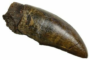 Dinosaur Teeth For Sale