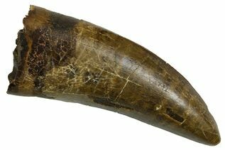 Dinosaur Fossils For Sale