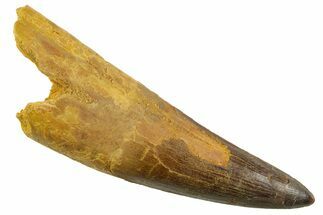 Real Spinosaurus Tooth - Enormous Dinosaur Tooth #380927