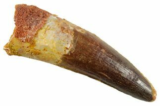 Fossil Spinosaurus Tooth - Real Dinosaur Tooth #380967