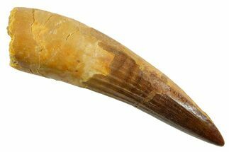Fossil Spinosaurus Tooth - Real Dinosaur Tooth #380976
