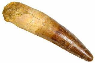 Spinosaurus Teeth For Sale